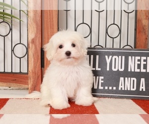 Maltipoo Puppy for sale in NAPLES, FL, USA