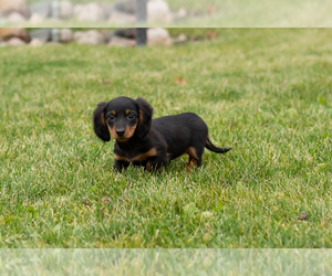 Dachshund Puppy for sale in MILFORD, IN, USA
