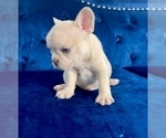 Small Photo #48 French Bulldog Puppy For Sale in TUCSON, AZ, USA