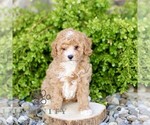 Small #3 Cavapoo