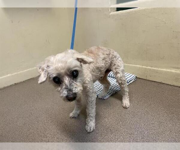 Medium Photo #1 Poodle (Toy) Puppy For Sale in Pasadena, CA, USA