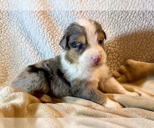 Medium Photo #12 Australian Shepherd Puppy For Sale in EUSTIS, FL, USA