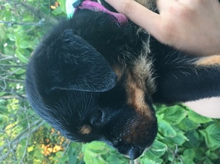 Rottweiler Puppy for sale in WARSAW, IN, USA