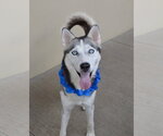 Small #1 Siberian Husky Mix