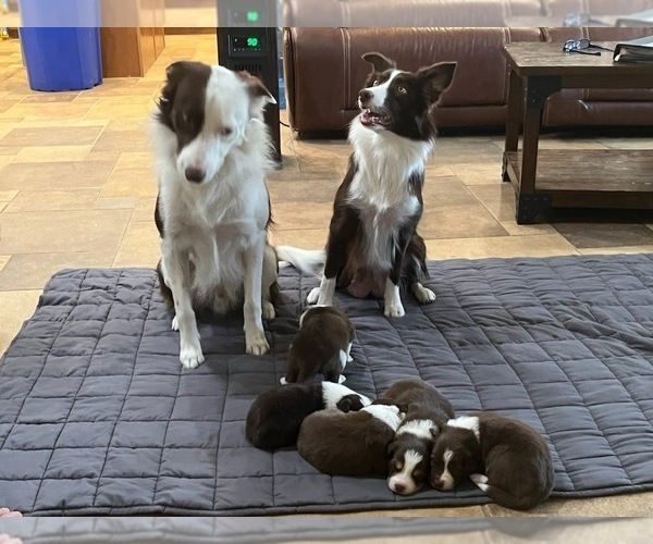 Medium Photo #1 Border Collie Puppy For Sale in BAKERSFIELD, CA, USA