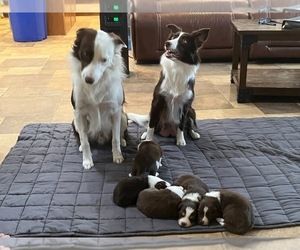 Father of the Border Collie puppies born on 11/01/2022
