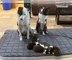 Small Photo #1 Border Collie Puppy For Sale in BAKERSFIELD, CA, USA