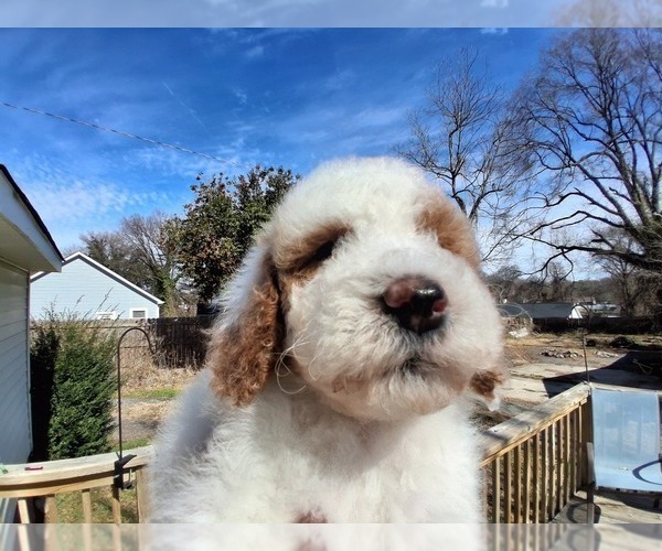 Medium Photo #28 Goldendoodle (Miniature) Puppy For Sale in GASTONIA, NC, USA