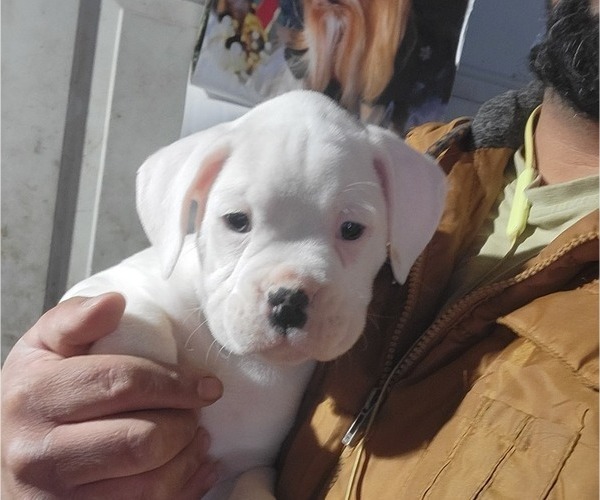 Medium Photo #3 Boxer Puppy For Sale in STAFFORD, CT, USA