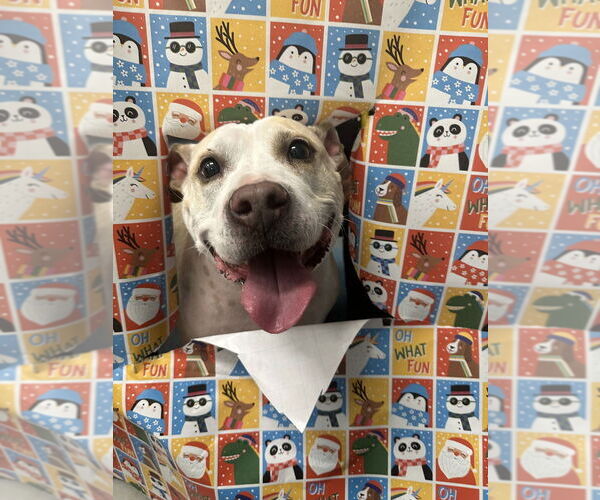 Medium Photo #1 Mutt Puppy For Sale in Mooresville, NC, USA