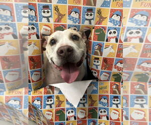 Mutt Dogs for adoption in Mooresville, NC, USA