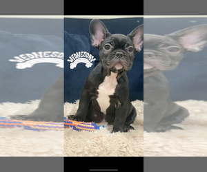 French Bulldog Puppy for sale in CHICAGO, IL, USA