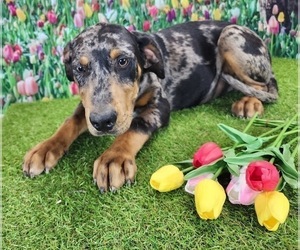 Catahoula Leopard Dog Puppy for sale in CUMBY, TX, USA