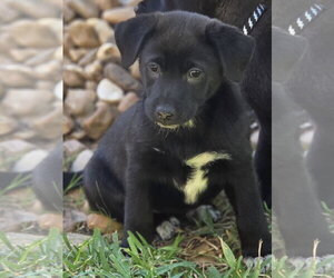 Labrador Retriever Dogs for adoption in The Woodlands, TX, USA
