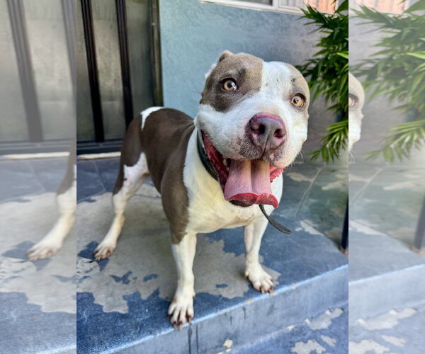 Medium Photo #3 Mutt Puppy For Sale in Marina Del Rey, CA, USA