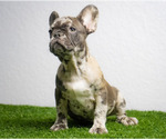 Small Photo #5 French Bulldog Puppy For Sale in ORLANDO, FL, USA