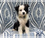 Small Photo #1 Australian Shepherd Puppy For Sale in LAKELAND, FL, USA