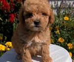 Small #9 Goldendoodle (Miniature)