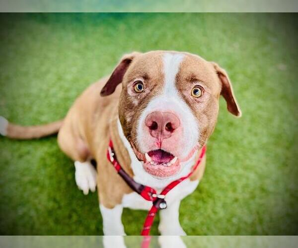 Medium Photo #2 American Pit Bull Terrier Puppy For Sale in Orlando, FL, USA
