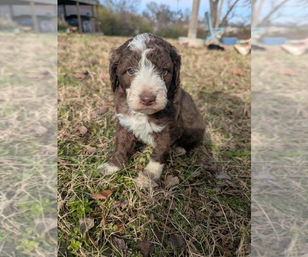 Medium Photo #11 Aussiedoodle Miniature  Puppy For Sale in NASHVILLE, TN, USA