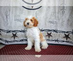 Puppy Sam Cavapoo