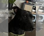 Small Labrador Retriever
