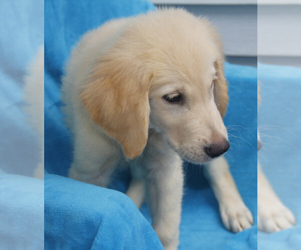 Medium Photo #4 Golden Retriever Puppy For Sale in STATEN ISLAND, NY, USA