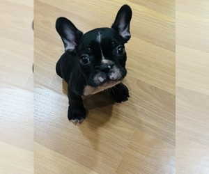 French Bulldog Puppy for sale in SAN JOSE, CA, USA