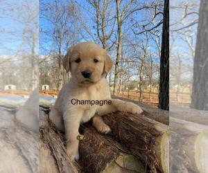 Golden Retriever Dog for Adoption in HARRISONBURG, Virginia USA