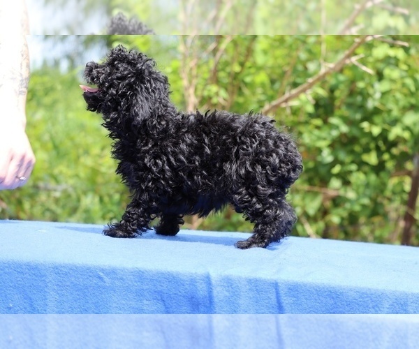 Medium Photo #27 Poodle (Toy) Puppy For Sale in DYERSBURG, TN, USA