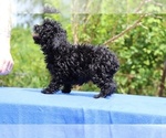 Small #26 Poodle (Toy)