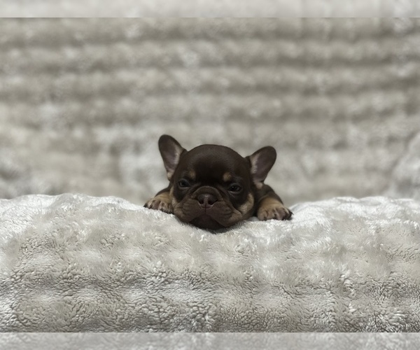 Medium Photo #7 French Bulldog Puppy For Sale in BRIGHTON, CO, USA