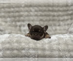 Medium French Bulldog