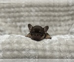 Puppy Ande French Bulldog