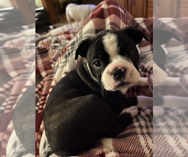 Medium Photo #5 Boston Terrier Puppy For Sale in WILMINGTON, OH, USA