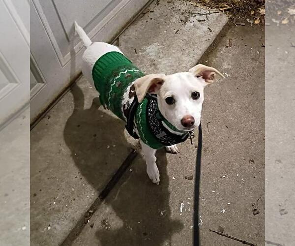 Medium Photo #4 Chihuahua-Unknown Mix Puppy For Sale in Coldwater, MI, USA