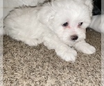 Small Photo #13 Maltese Puppy For Sale in KANSAS CITY, MO, USA