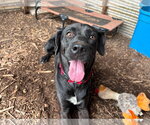 Small #5 Golden Retriever-Great Dane Mix