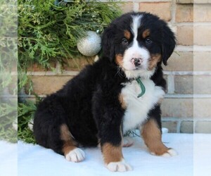 Bernese Mountain Dog Puppy for sale in RONKS, PA, USA