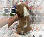 Small #9 Cavalier King Charles Spaniel