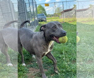 Lily - Female American Bulldog Dog for Adoption - Photo #11