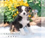 Small #3 Miniature Australian Shepherd