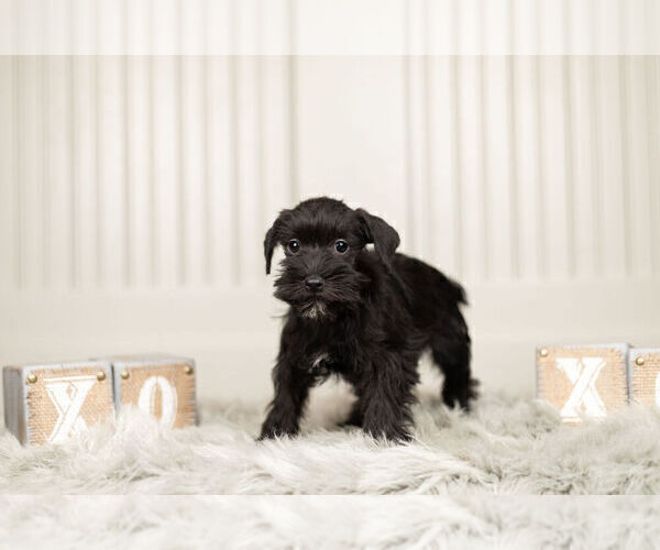 Medium Photo #6 Schnauzer (Miniature) Puppy For Sale in WARSAW, IN, USA