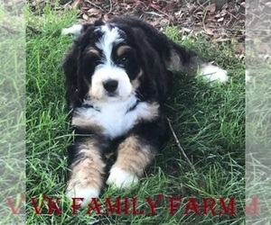 Bernedoodle Puppy for sale in MARTINSVILLE, IN, USA