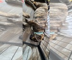Small #2 Cane Corso