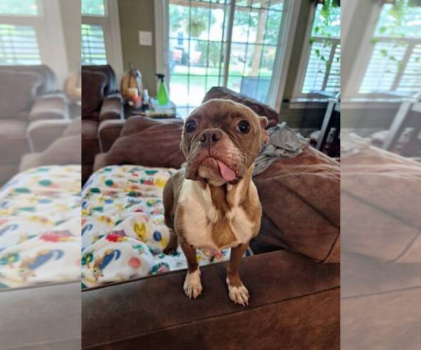 Medium Photo #6 Boston Terrier Puppy For Sale in Greenville, SC, USA