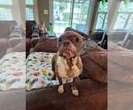 Small #5 Boston Terrier