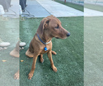 Small Redbone Coonhound-Treeing Walker Coonhound Mix