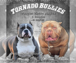 Small Photo #1 American Bully Puppy For Sale in SPRING BRANCH, TX, USA