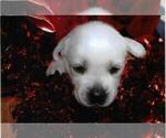Puppy Brittney Labrador Retriever